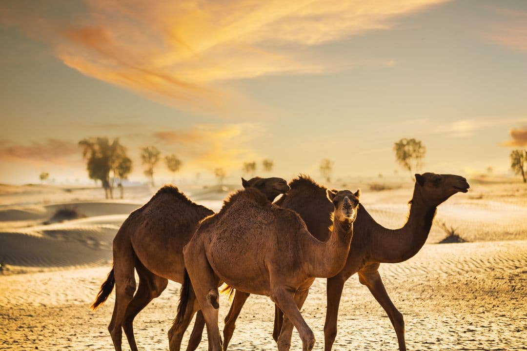 Desert Buggy Rental in Dubai: Your Ultimate Adventure Guide